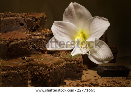 Chocolate fudge brownies with a large amaryllis flower.