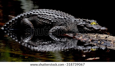 The Siamese crocodile (Crocodylus siamensis) is a freshwater crocodile native