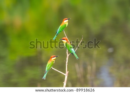 bird Bird (Green Bee-eater)