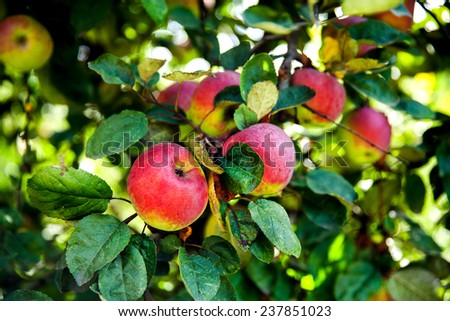 Juicy ripe apples on the tree. fruit harvest