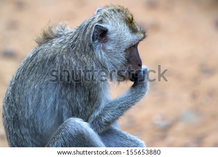 a thinking monkey