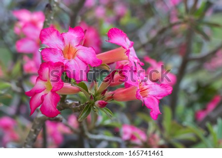 Pink Adenium obesum (Desert Rosee; Impala Lily; Mock Azalea)