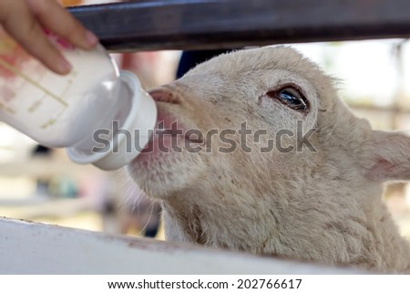 Lambs fed from drinking bottle by child