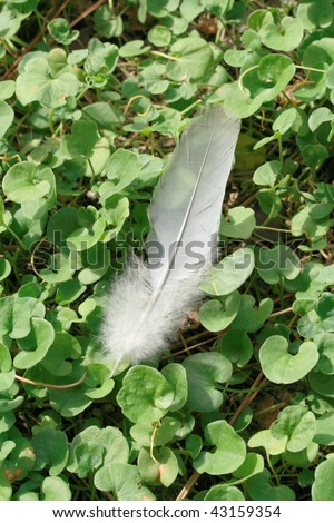feather dove of peace over the lawn