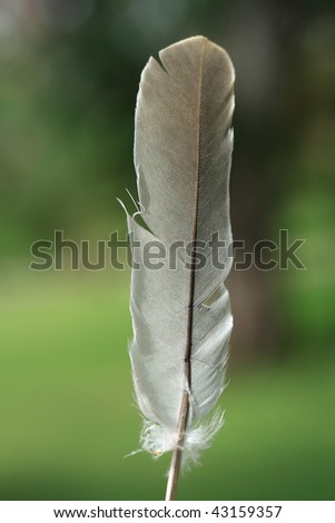 feather dove of peace