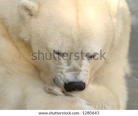 Polar Bear cleaning paw.