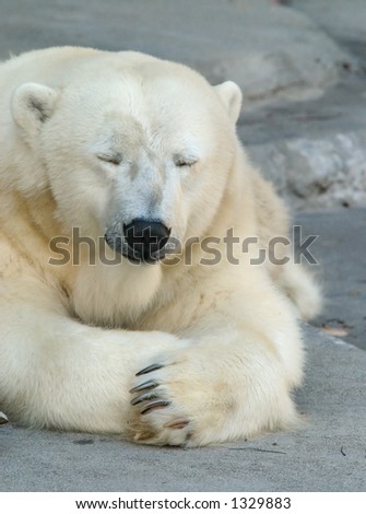 Polar Bear taking an afternoon nap.