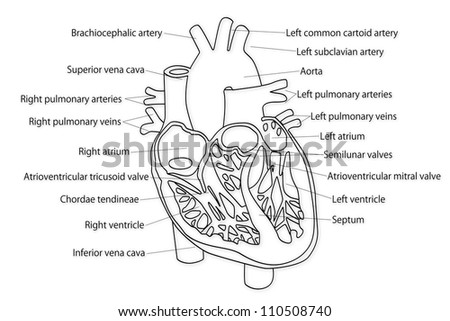 Human Heart Structure Stock Photo 110508740 : Shutterstock