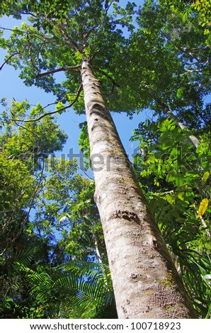 tall trees of the rain forest in Kuranda, Queensland, Australia