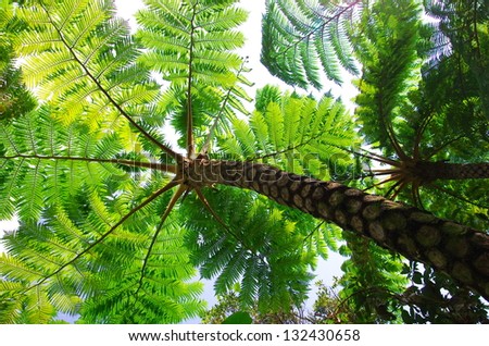 Flying spider monkey tree fern in Okinawa, Japan
