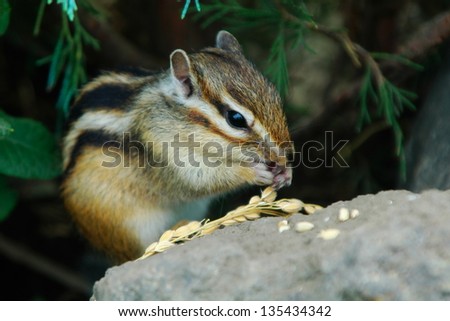 chipmunk or striped squirrel eating rice