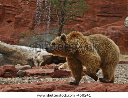 Grizzly Bear pacing in his compound
