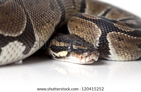 Portrait of Python snake on white background