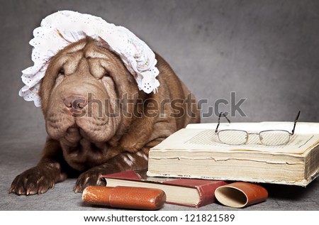 Chinese SharPei grandma dog reads the book