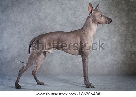 Mexican xoloitzcuintle male dog against grey background