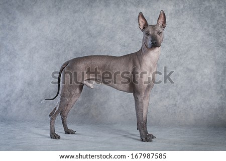 Hairless xoloitzcuintle male dog against grey background
