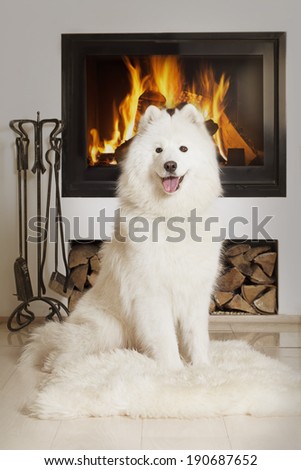 Samoyed dog sitting on a white fur by fireplace, looking at camera