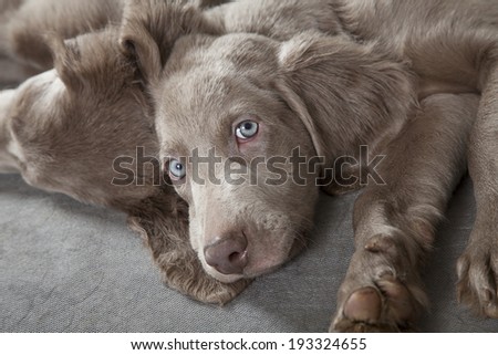 Three months old Weimaraner puppy looking at the camera with sleepy eyes