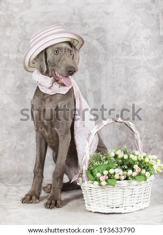 Portrait of a Wirehaired Slovakian pointer dog with flower basket