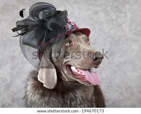 Portrait of Weimaraner dog wearing clothes of Victorian style