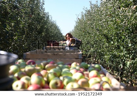 Similar – Image, Stock Photo apple orchard Plant Summer