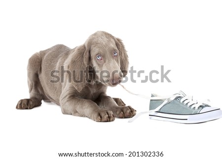 Three months old Weimaraner puppy chewing the lace of a shoe and looking at the camera with shy blue eyes