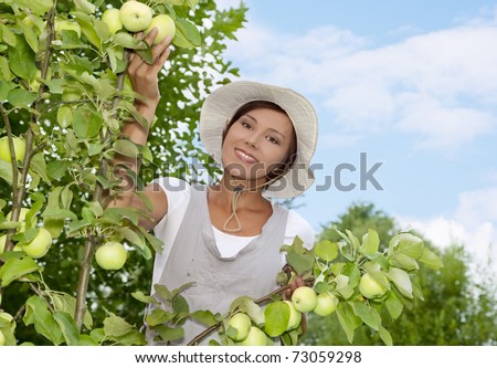 Woman picking apples in a small organic apple orchard