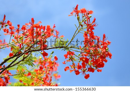 In many tropical parts of the world it is grown as an ornamental tree. It is also one of several trees known as Flame tree.
