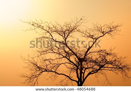 African tree at dusk