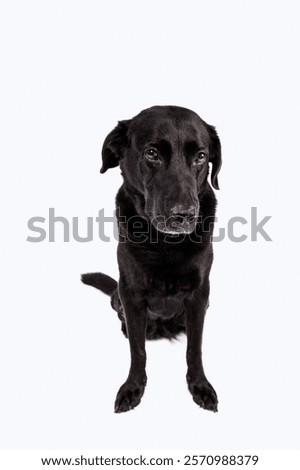 Similar – Image, Stock Photo beautiful black labrador sitting outdoors on brown leaves background, wearing a grey scarf and sunglasses. Autumn season