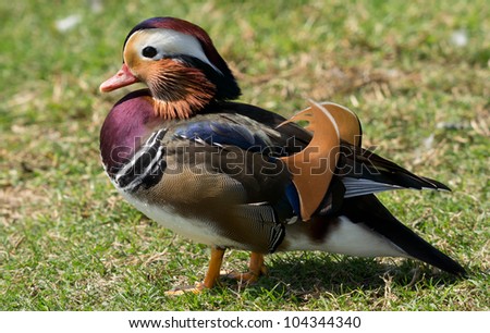 Colorful mandarin duck out of water