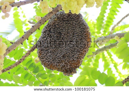bee hive on a tree