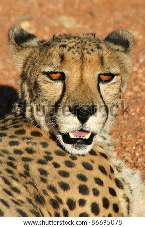 Cheetah relaxing in evening sun in Namibia. Looks like a leopard, but the black track of his tears is typical for a cheetah