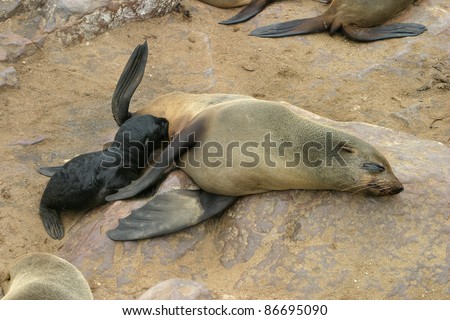Mother seal feeding her baby on the beach. The colony is found on the shore of Cape Cross in Namibia.