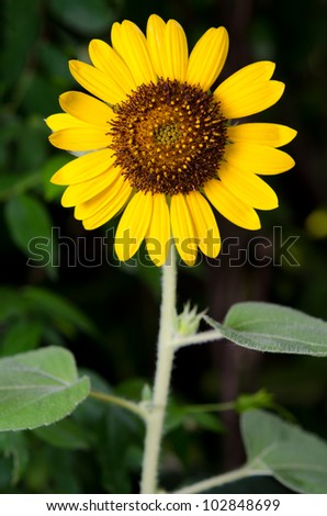 beautiful sunflower weed vertical, stand alone
