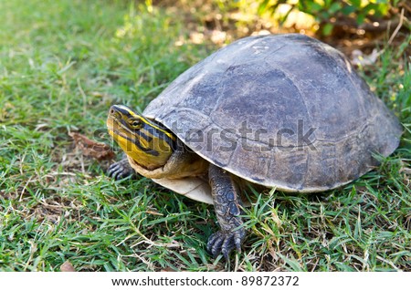 Young Land Turtle On Grass Stock Photo 89872372 : Shutterstock