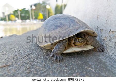 young land turtle escape from hot