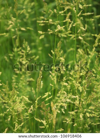 Bloomy grass plants - the cause of hay fever.