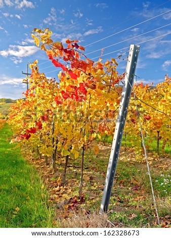 A vineyard in Lower Austria in the fall time.