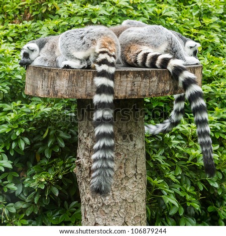 A group of ring tailed lemurs take a nap!