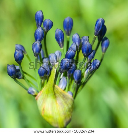 Agapanthus buds making their way into the sunshine.