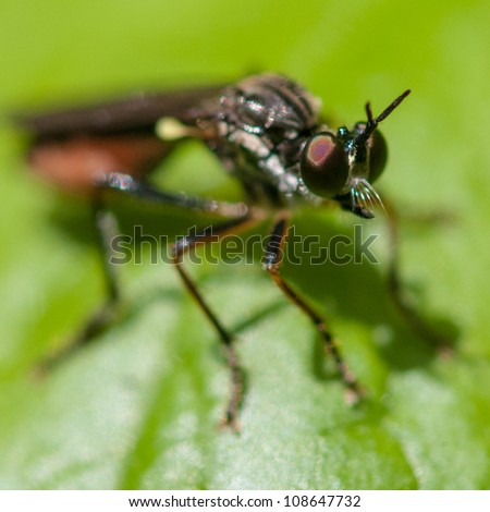 A macro shot of a fly sitting on a leaf, focussing on the structure of the eye.