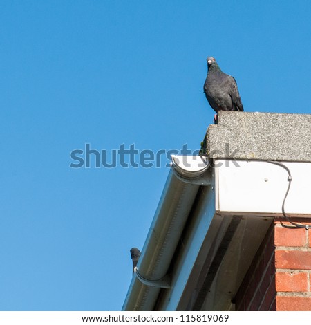 A pigeon sits on the edge of a roof with a blue sky behind.