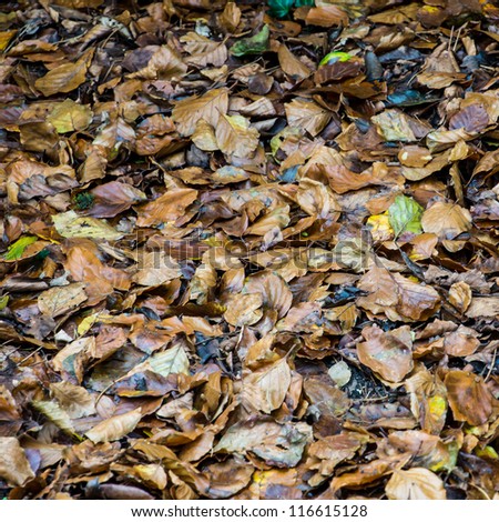The fallen leaves of various trees scattered across the forest floor.