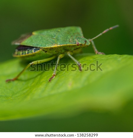 A macro shot of a green shield bug sitting on a leaf.