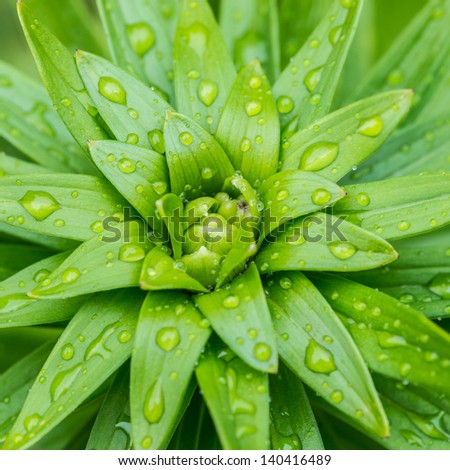 A macro shot of the wet leaves of an asiatic lily.