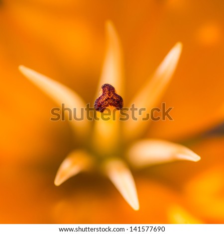 A macro shot of an orange asiatic lily.