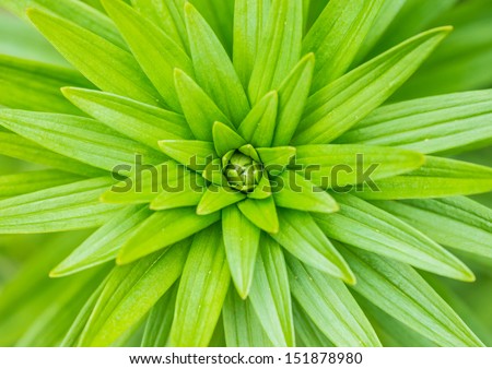A macro shot of some asiatic lily leaves.