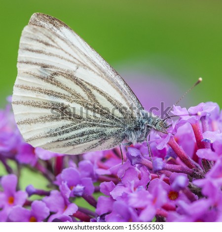 A macro shot of a green-veined white butterfly feeding from a butterfly bush.