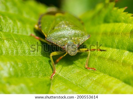 A macro shot of a green shield bug sitting on a green leaf.
